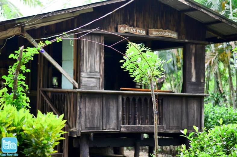 vilela's farm maila vilela toreja pangao ibaan batangas ibaan tourism mayor danny toreja tagaibaanako 5