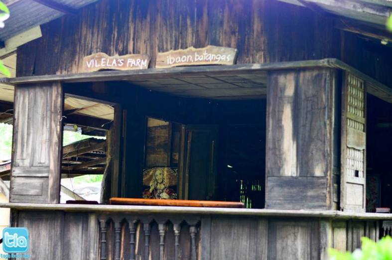 vilela's farm maila vilela toreja pangao ibaan batangas ibaan tourism mayor danny toreja tagaibaanako 7